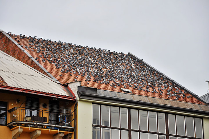 A2B Pest Control are able to install spikes to deter birds from roofs in Norwich. 