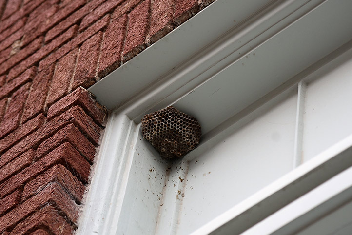 We provide a wasp nest removal service for domestic and commercial properties in Norwich.